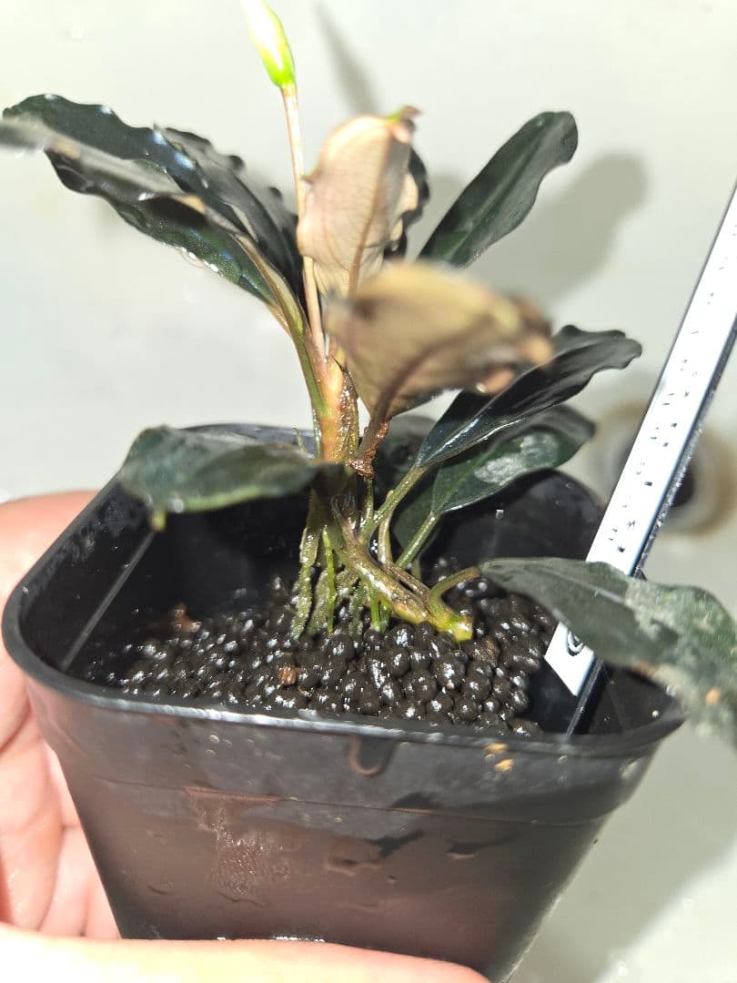 Bucephalandra sp. Blue angel　水上葉
