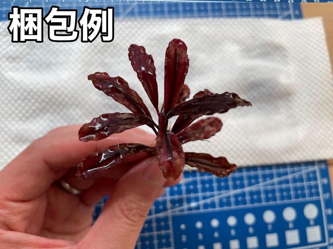 水草 Bucephalandra sp. Ghost Kalimantan