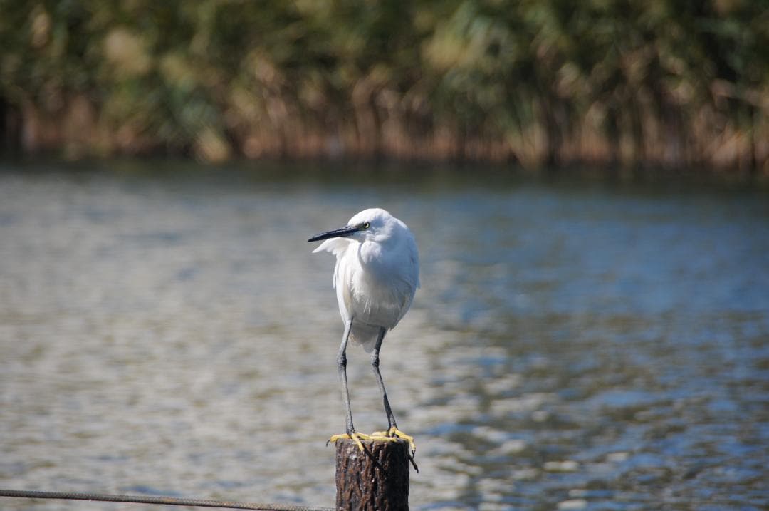【高倍率ズーム付】Nikon D300＋TAMRON18-250mm