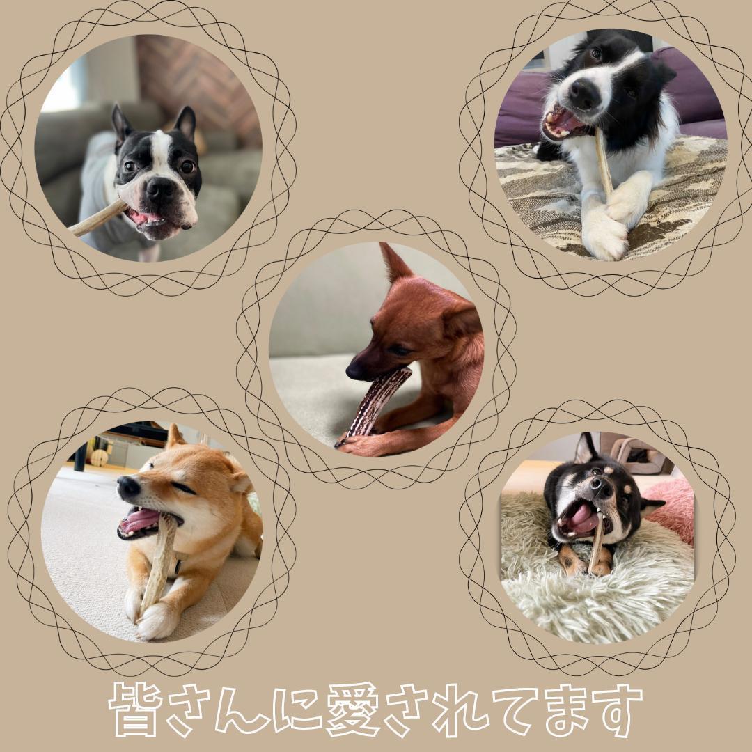 【お試し3本セット】　大型犬用　四つ割り＆半割り＆一本物　犬のおもちゃ　鹿の角