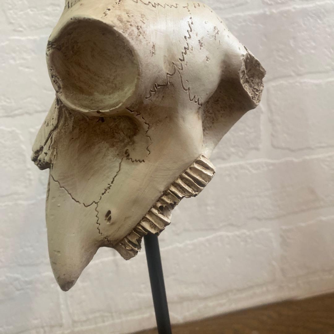 EUヴィンテージ・ガゼルインパラ・スカルオブジェ