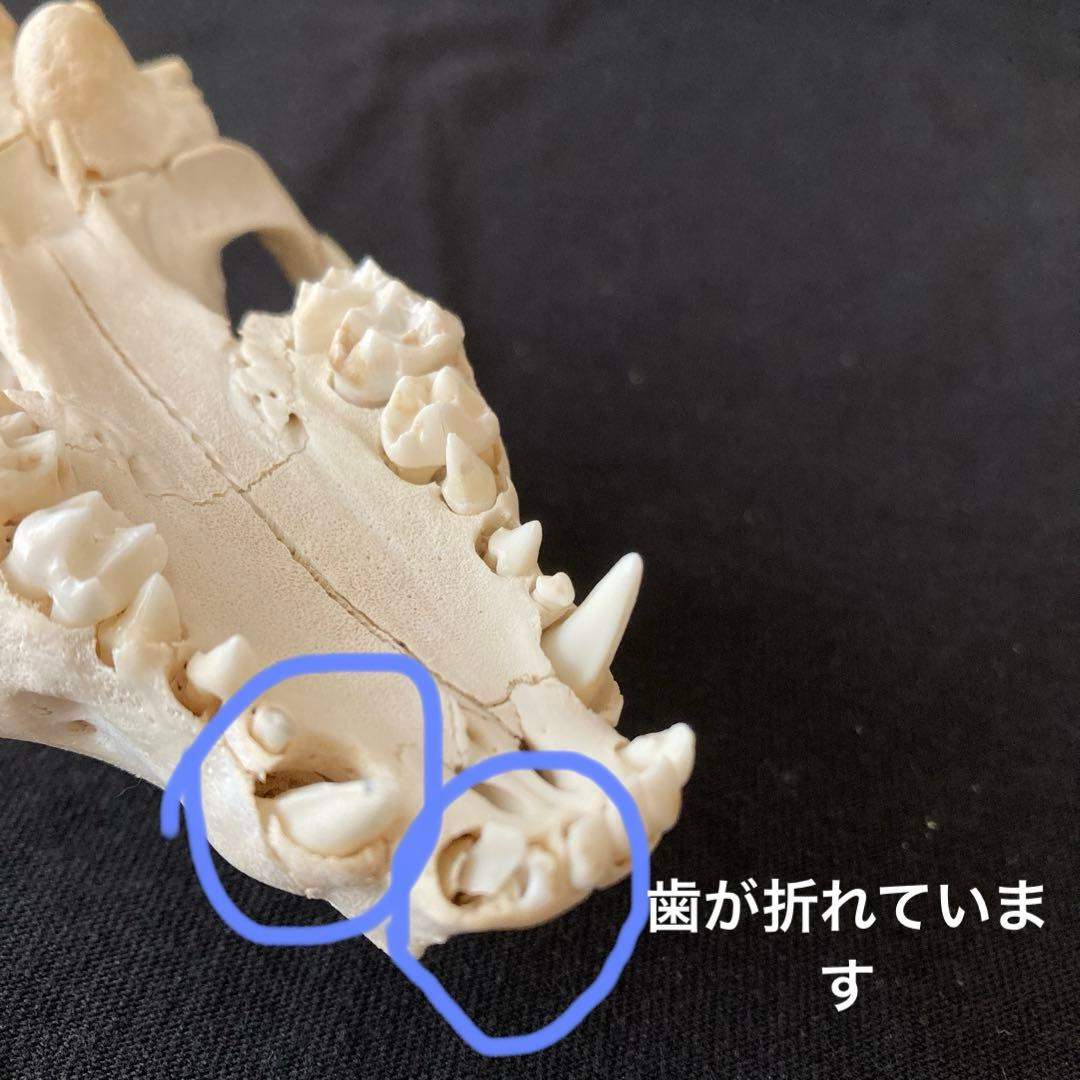 アライグマの骨　頭骨他