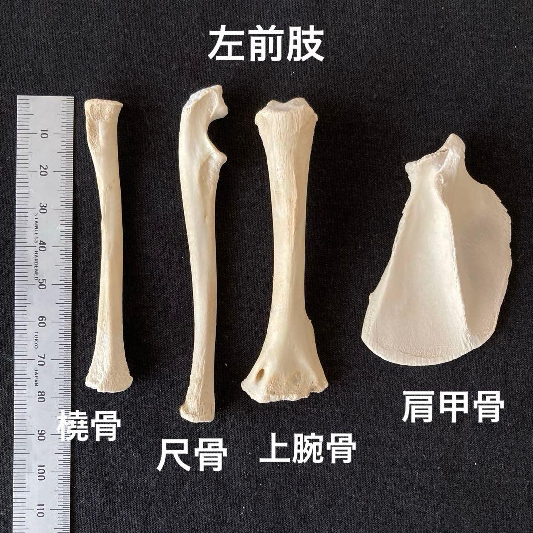 アライグマの骨　頭骨他