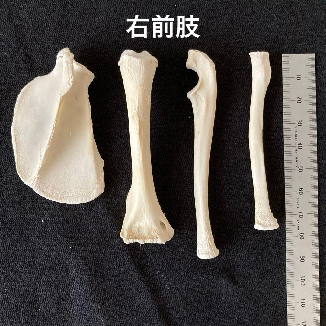 アライグマの骨　頭骨他