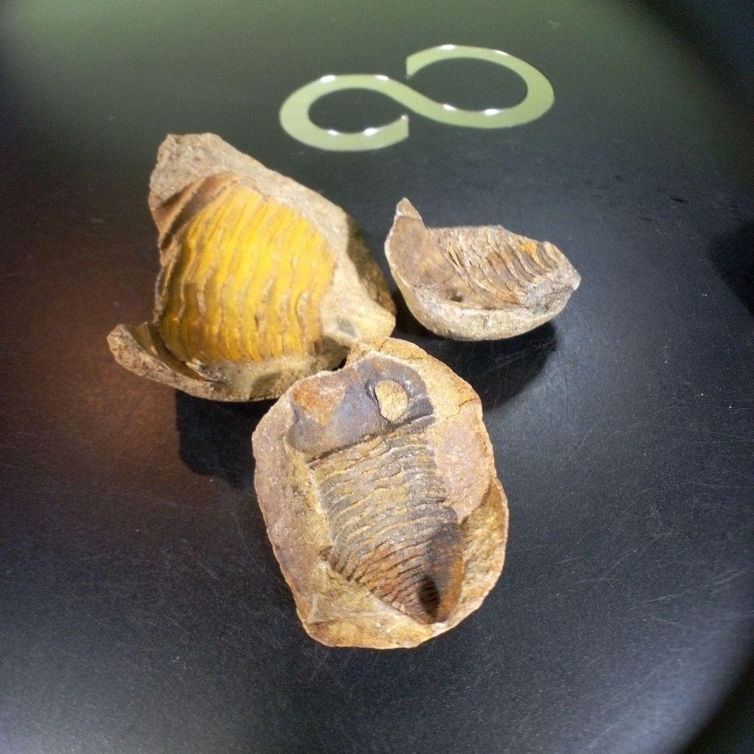 三葉虫　化石　fossil　海　ボリビア産　trilobite　レア　化石№①