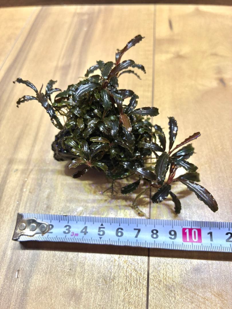 【無農薬　水中葉】ブセファランドラ　クダガン群生体　活着溶岩石　スネール無し