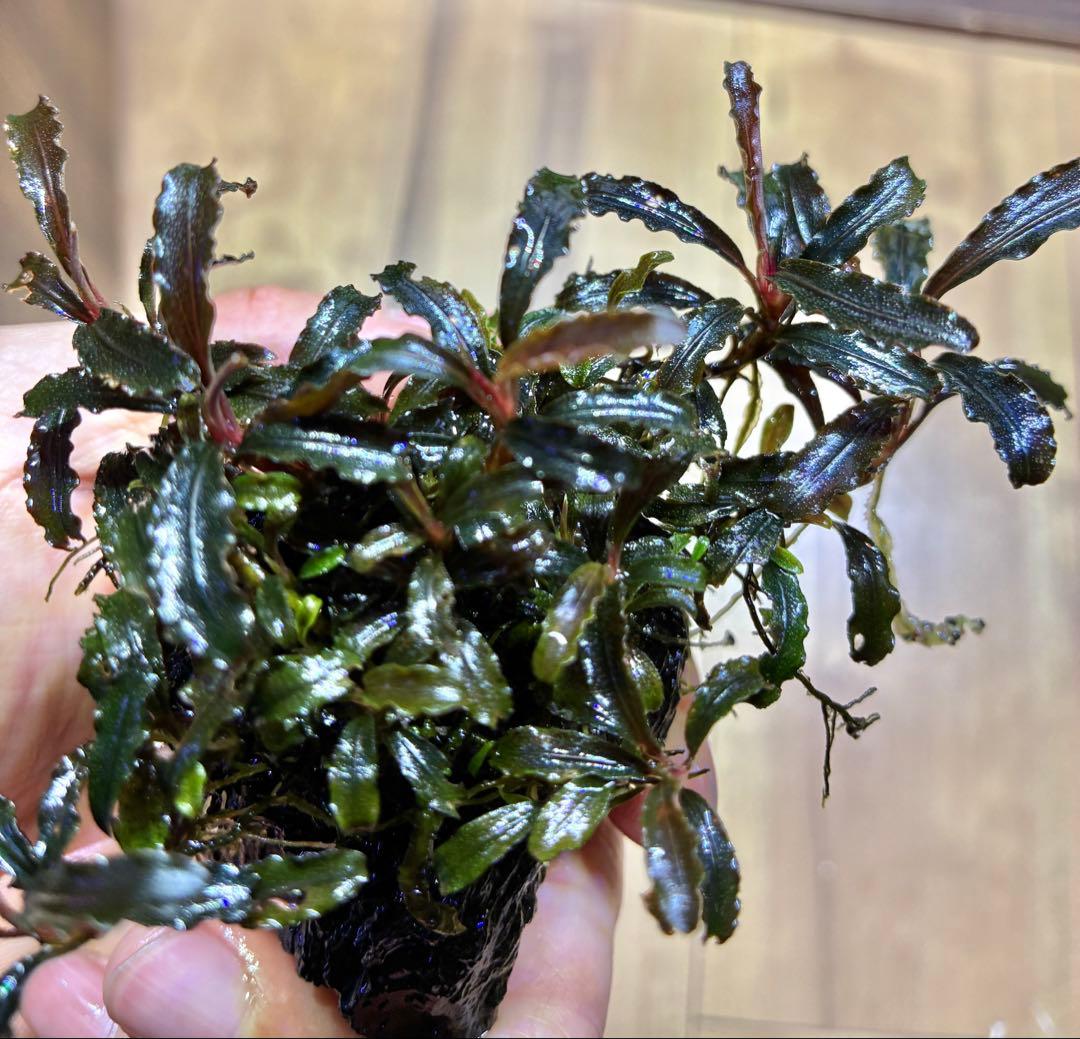 【無農薬　水中葉】ブセファランドラ　クダガン群生体　活着溶岩石　スネール無し