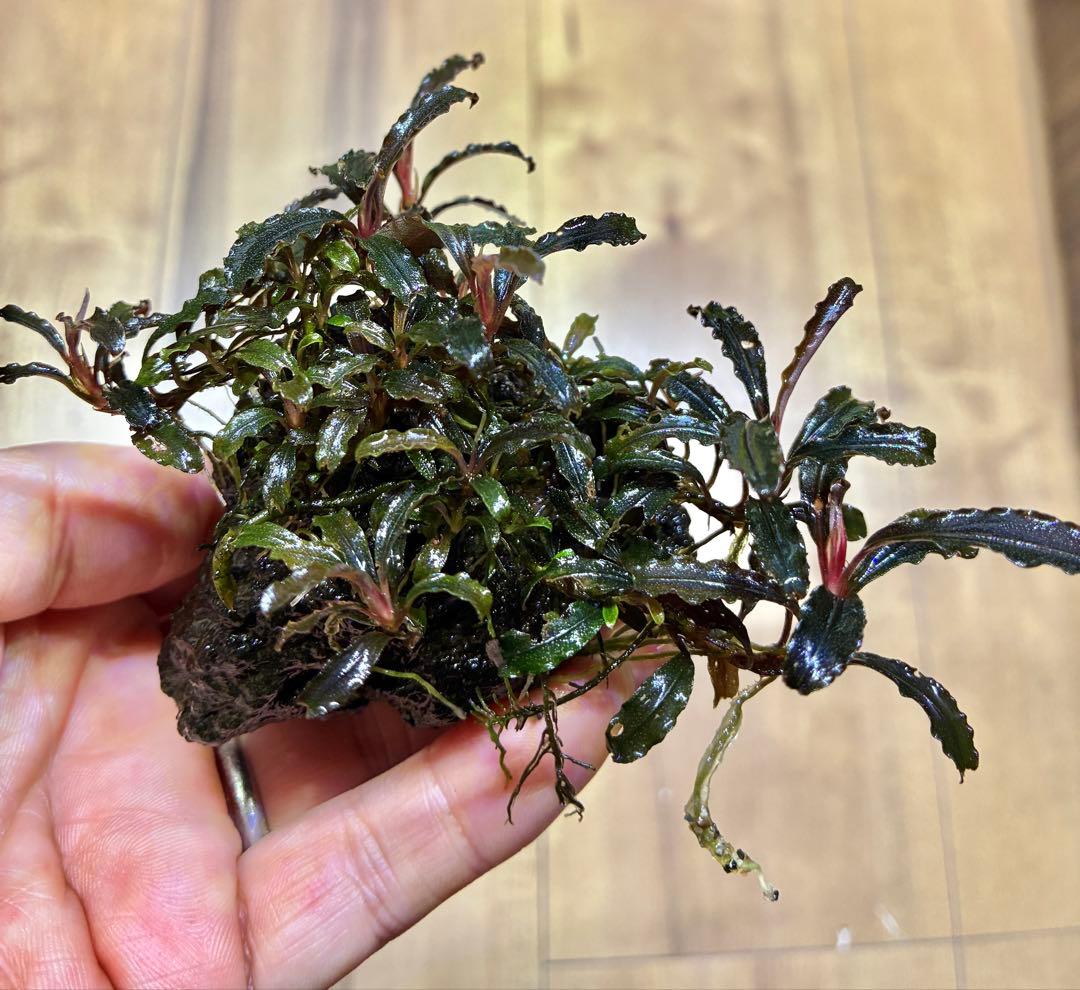 【無農薬　水中葉】ブセファランドラ　クダガン群生体　活着溶岩石　スネール無し