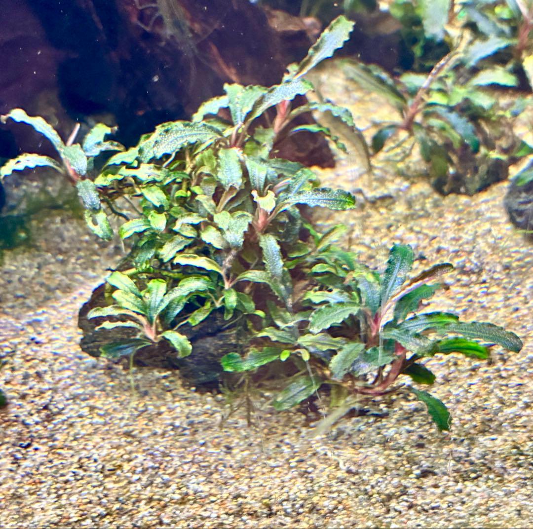 【無農薬　水中葉】ブセファランドラ　クダガン群生体　活着溶岩石　スネール無し