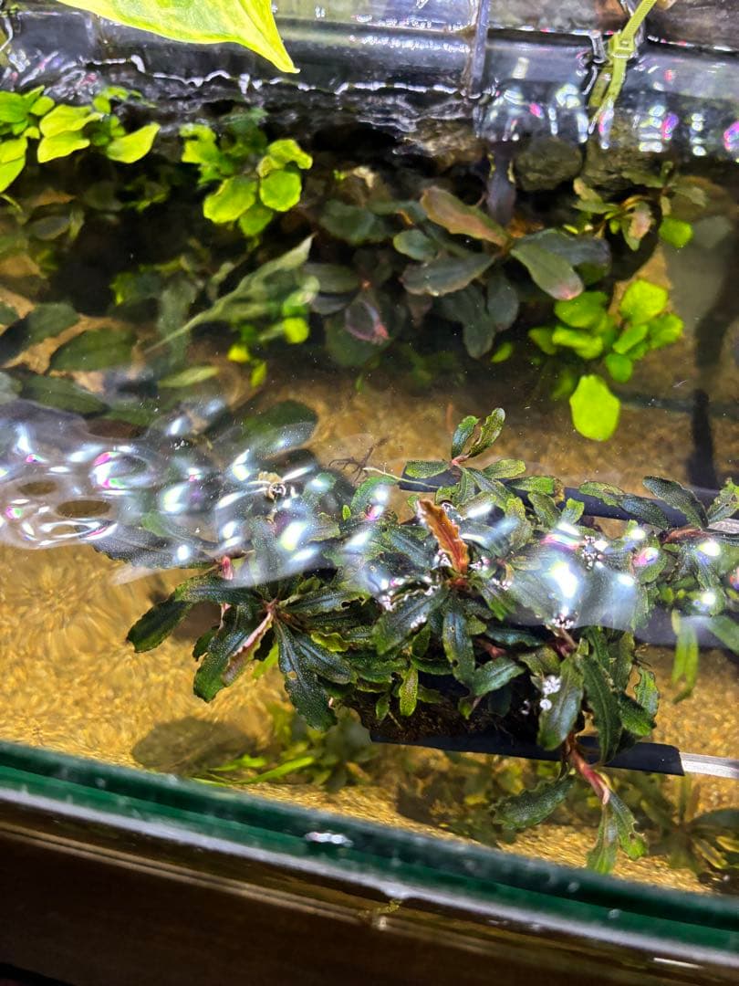 【無農薬　水中葉】ブセファランドラ　クダガン群生体　活着溶岩石　スネール無し