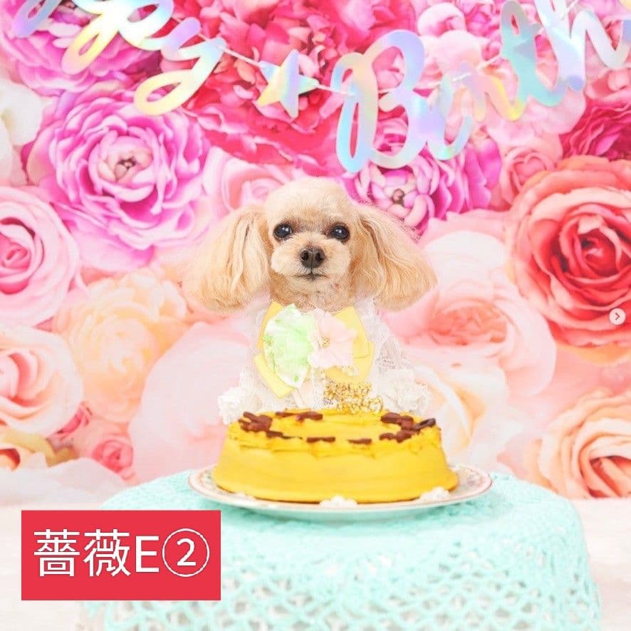 背景布×5+1　ペット撮影用フォトブース　トリミングチョーカー販売中　イースター