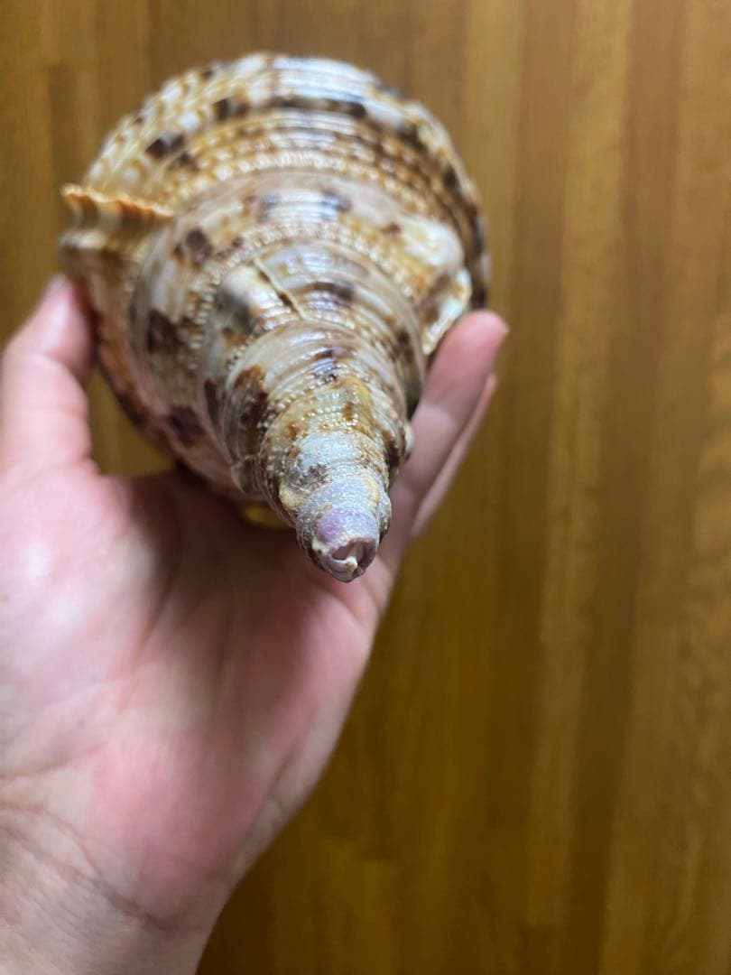 法螺貝　ホラ貝　33cm 新鮮法螺貝