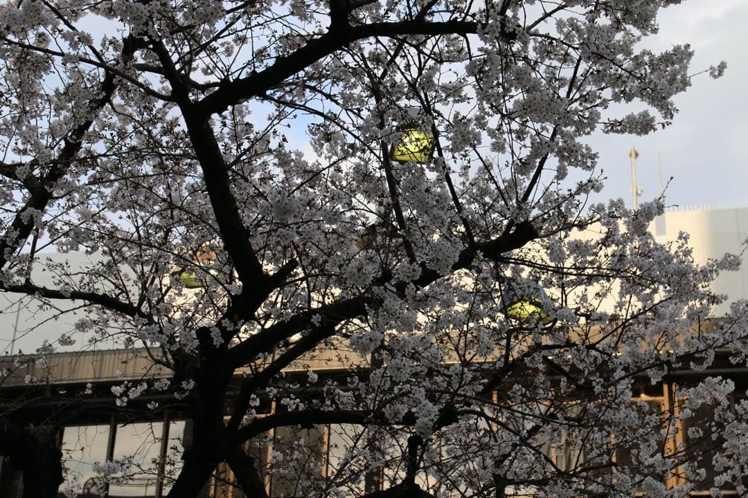 【箱付き】Canon EOS 70D レンズ2本＋バッグ付 すぐ使える豪華セット