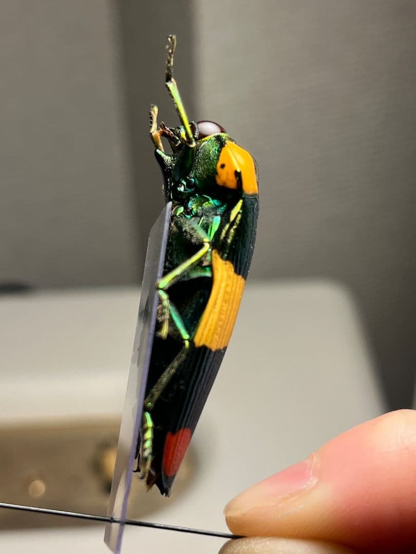 【ペア】玉虫最高峰のノーマルカラー緑色のスハンダエオウサマムカシタマムシ標本