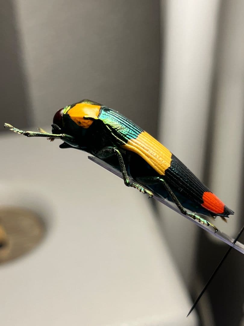 【ペア】玉虫最高峰のノーマルカラー緑色のスハンダエオウサマムカシタマムシ標本