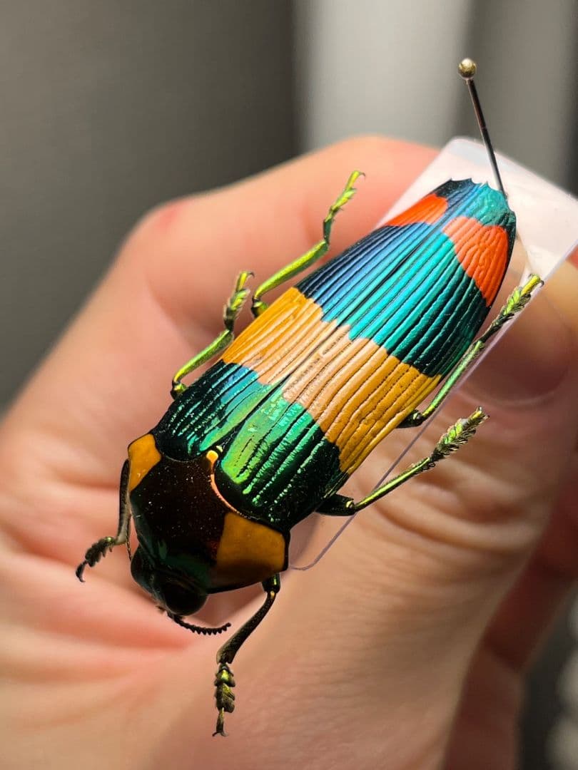 【ペア】玉虫最高峰のノーマルカラー緑色のスハンダエオウサマムカシタマムシ標本