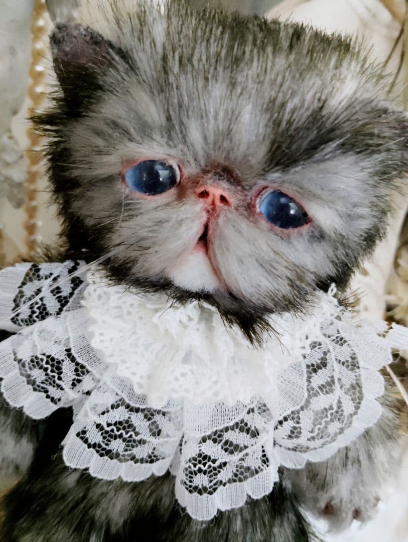 ラスト❤️ポッケにゃん♡エキゾチック子猫ちゃん♡アートドール♡ぬいぐるみ♡