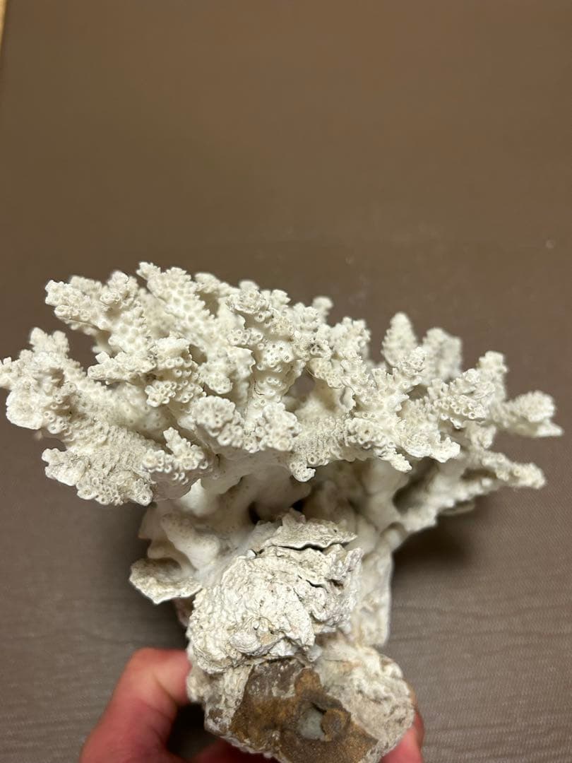 珊瑚礁化石　天然　白珊瑚