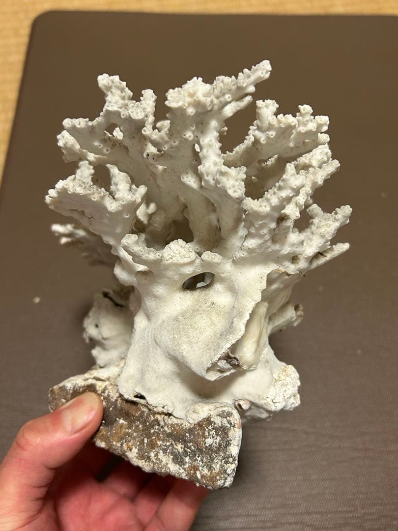 珊瑚礁化石　天然　白珊瑚