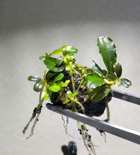 Bucephalandra ブセファランドラ群生７株セット期間限定1セット出品！