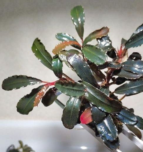 Bucephalandra ブセファランドラ群生７株セット期間限定1セット出品！