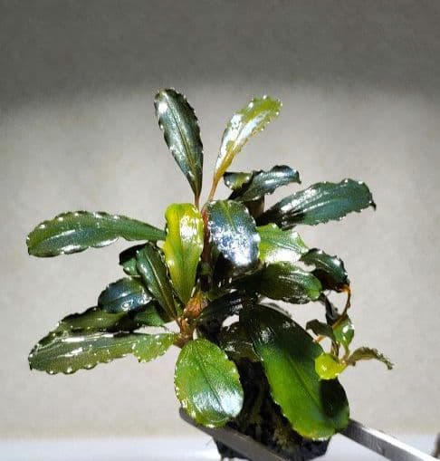 Bucephalandra ブセファランドラ群生７株セット期間限定1セット出品！