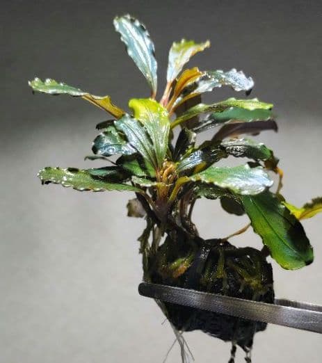 Bucephalandra ブセファランドラ群生７株セット期間限定1セット出品！