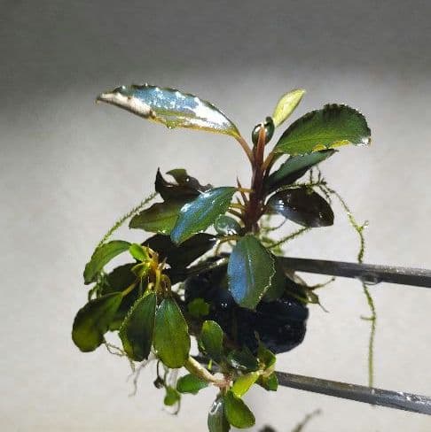 Bucephalandra ブセファランドラ群生７株セット期間限定1セット出品！