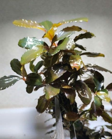 Bucephalandra ブセファランドラ群生７株セット期間限定1セット出品！