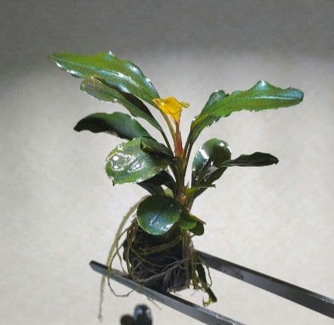 Bucephalandra ブセファランドラ群生７株セット期間限定1セット出品！