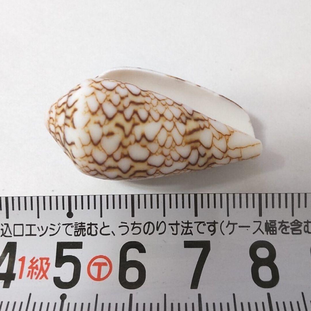 タガヤサンミナシ イモガイ タガヤサンミナシガイ マキガイ 貝がら 貝殻 貝