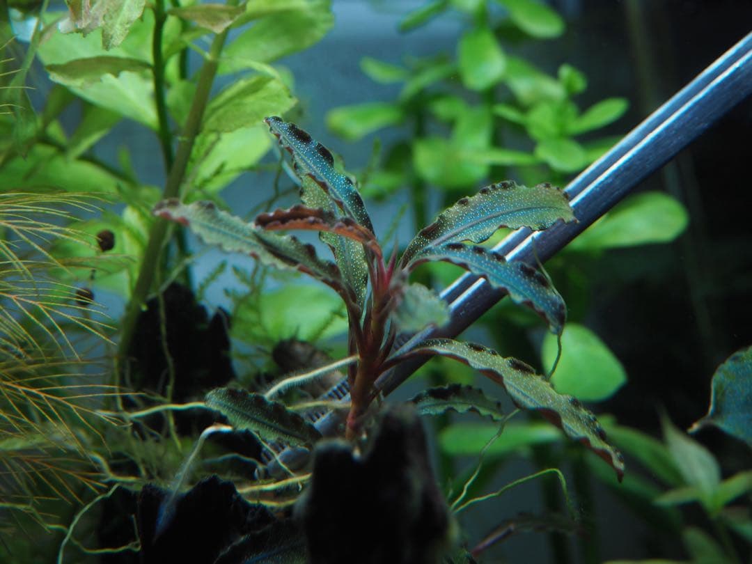 Bucephalandra sp. Ghost Kalimantan（専用）