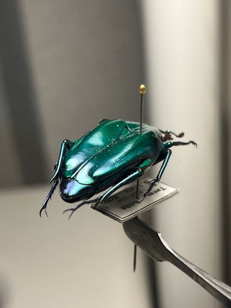 【31mm】流線美を感じるニセヒレアシハナムグリの一種 標本プラチナコガネ