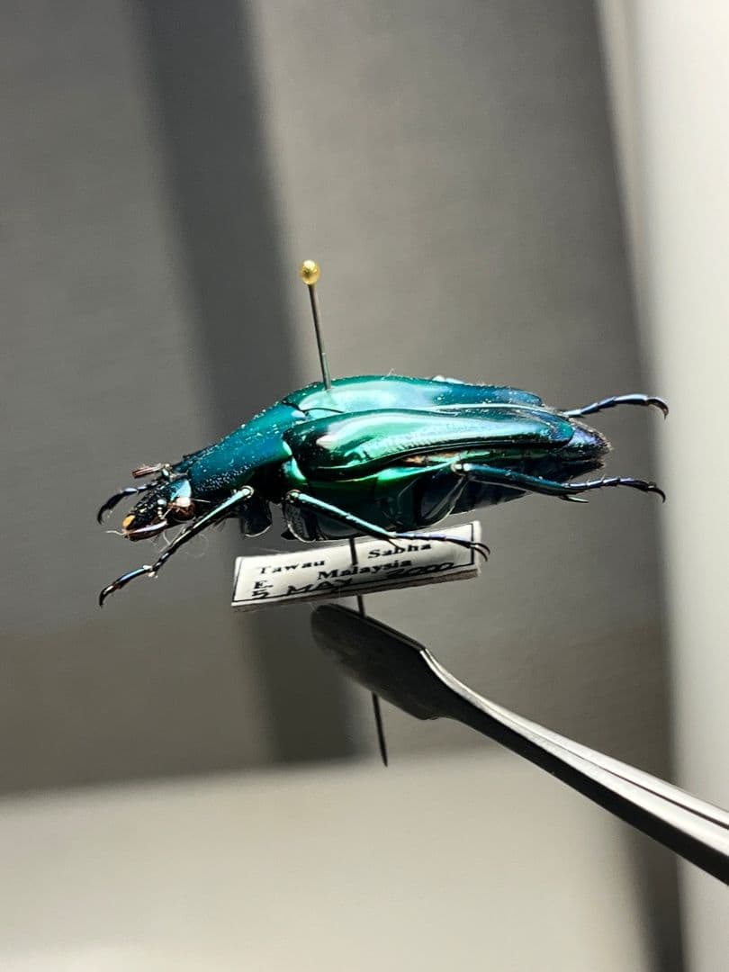 【31mm】流線美を感じるニセヒレアシハナムグリの一種 標本プラチナコガネ