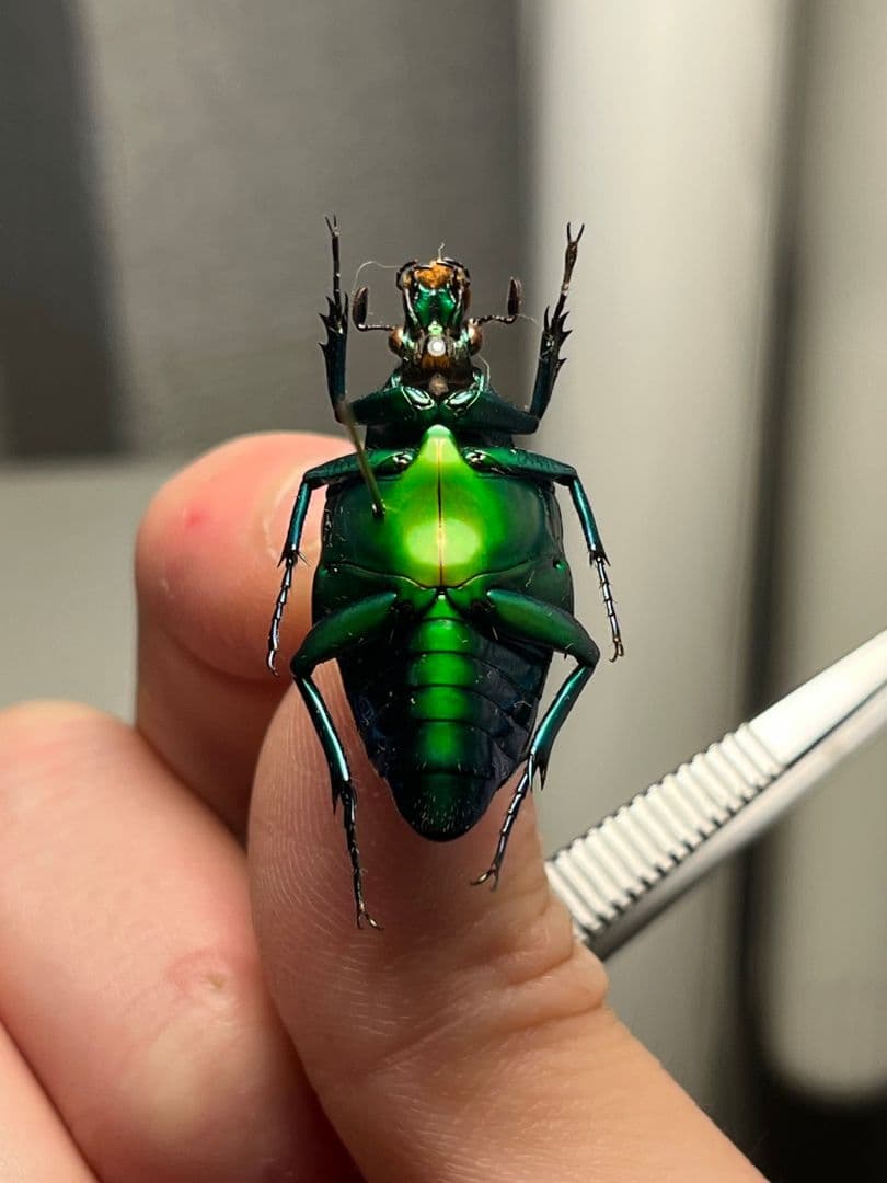 【31mm】流線美を感じるニセヒレアシハナムグリの一種 標本プラチナコガネ