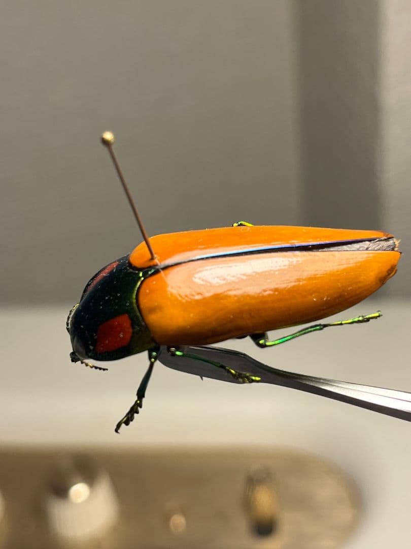 【38mm】種小名にも王の意を持つオウサマムカシタマムシ 標本タマムシ ジンガ