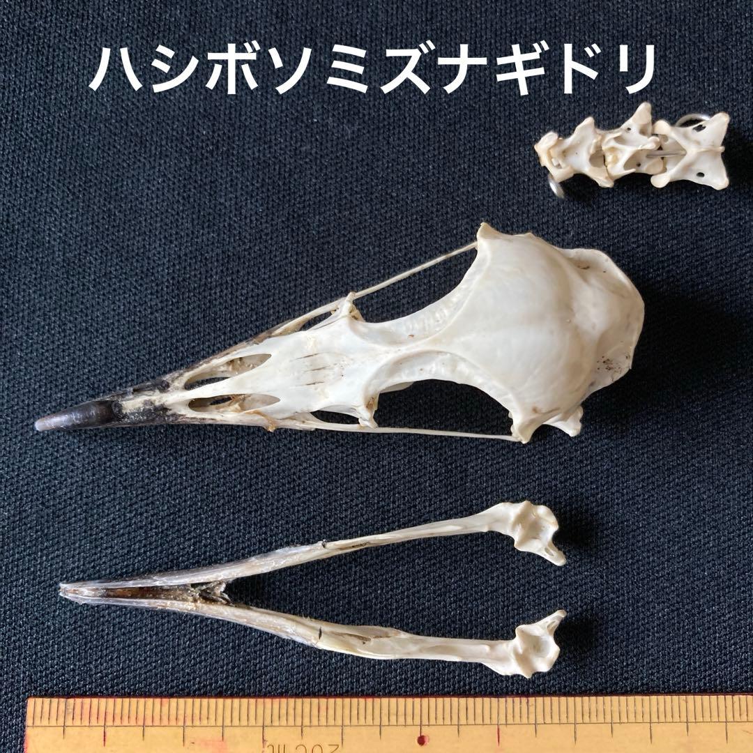 鳥の頭骨 6種　骨格標本