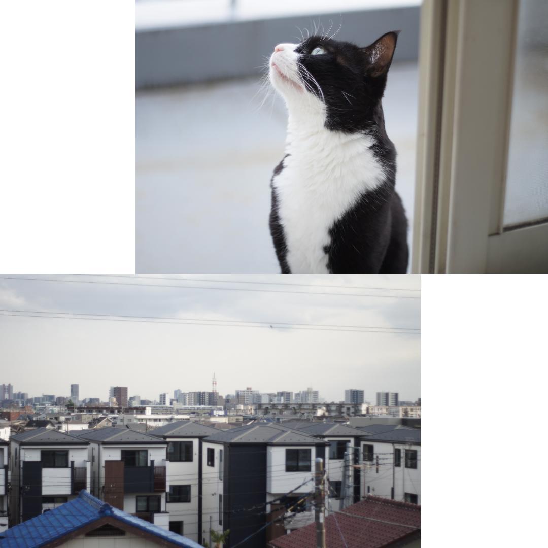 整備済 完動 Olympus OM-1 50mm F1.8 露出計OK リメイク