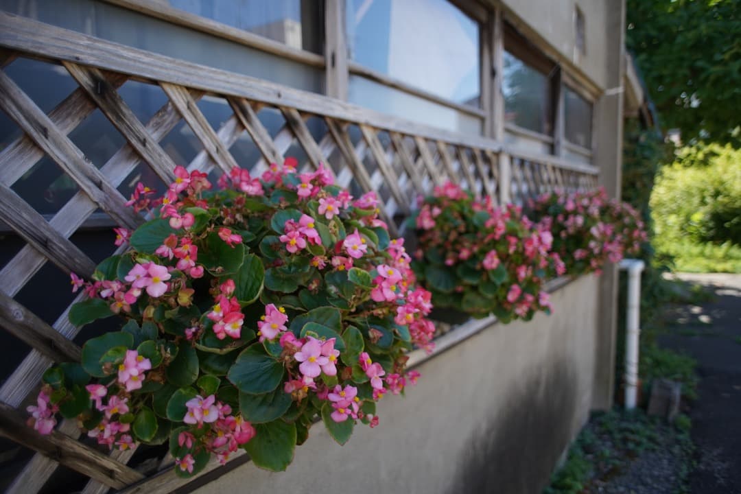 フィルムカメラ Canon EF FD24mmf2.8+ FD50mm f1.8