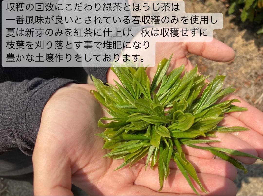 ＊1月のお茶＊5種類飲み比べセット(計20個入り＋ラテ40杯分)