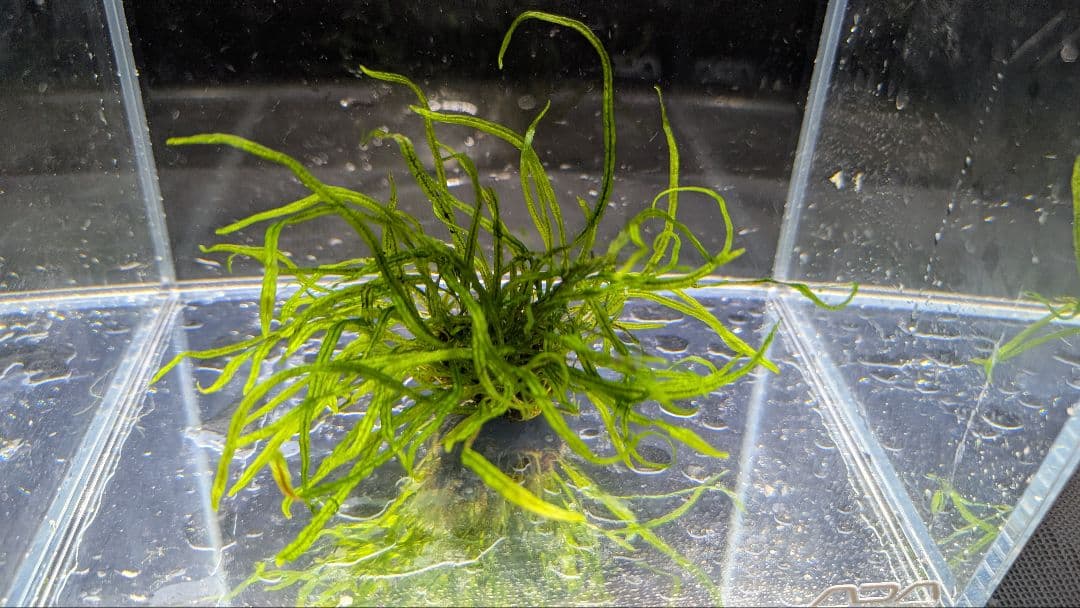 レア水草　ミクロソリウムsp本ナロー細葉 ADA タイ産　完全無農薬　溶岩石活着