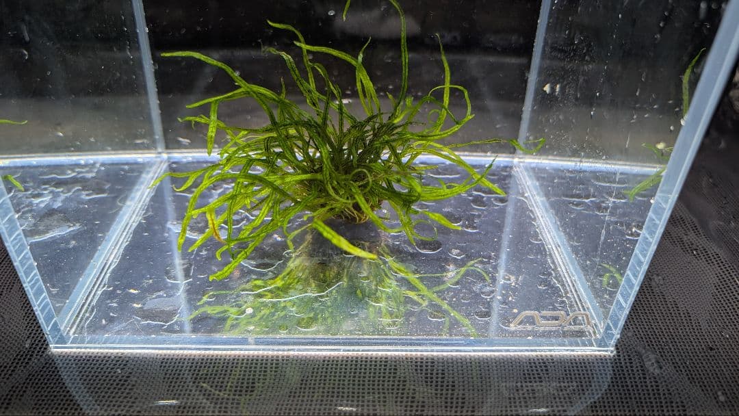 レア水草　ミクロソリウムsp本ナロー細葉 ADA タイ産　完全無農薬　溶岩石活着
