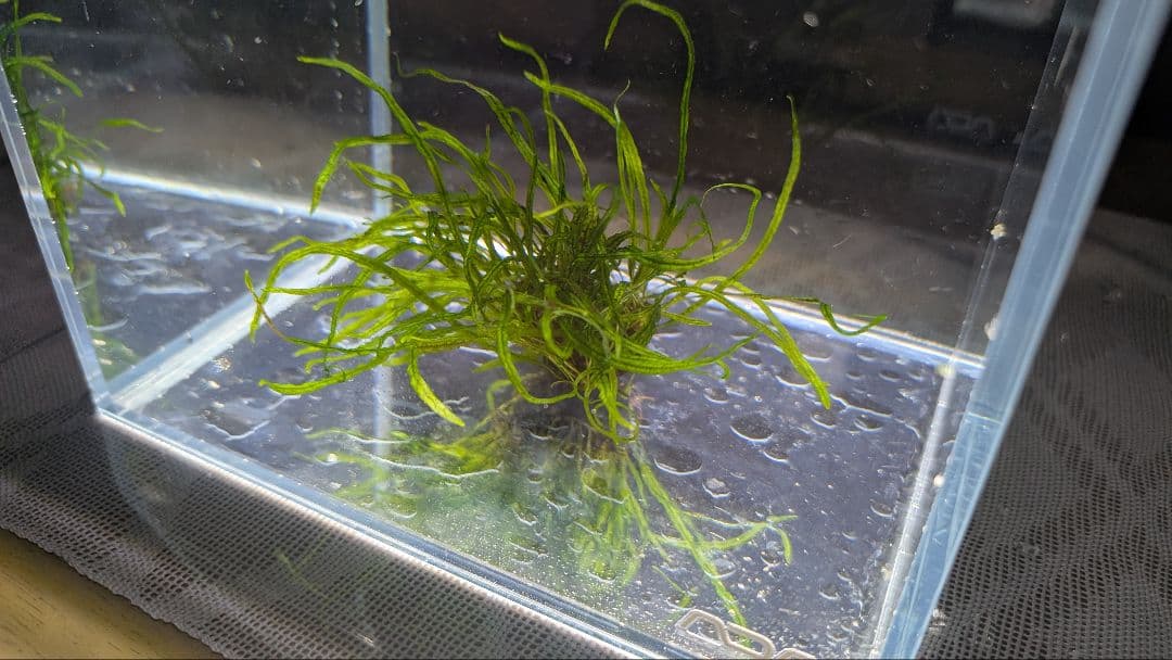 レア水草　ミクロソリウムsp本ナロー細葉 ADA タイ産　完全無農薬　溶岩石活着