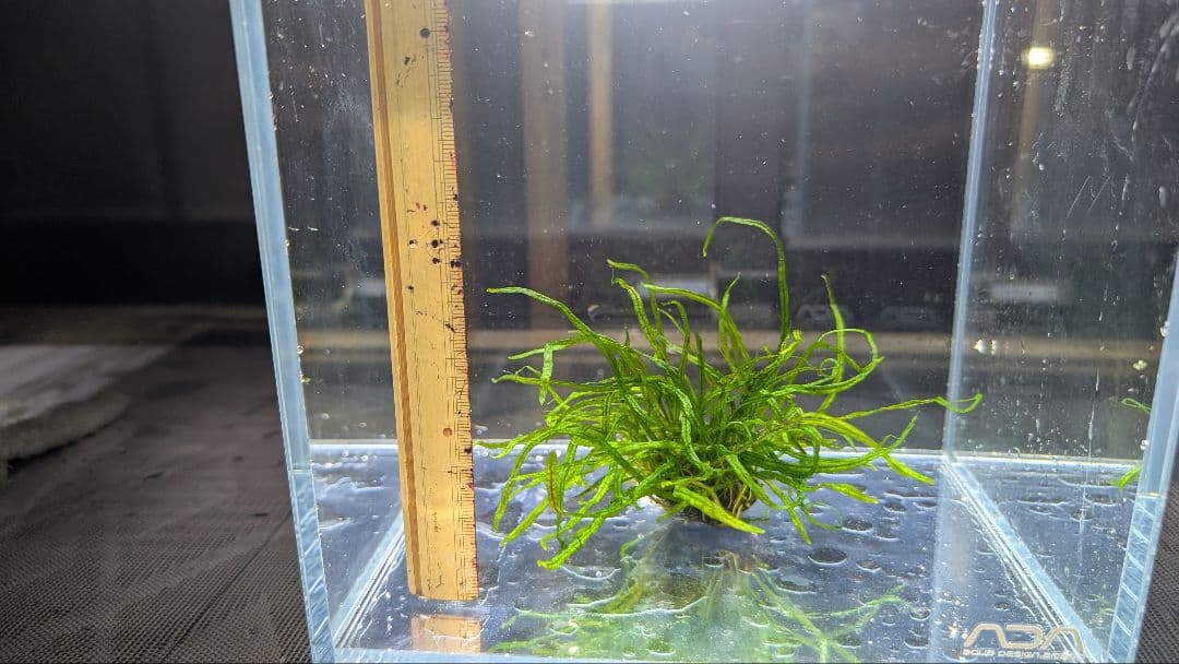 レア水草　ミクロソリウムsp本ナロー細葉 ADA タイ産　完全無農薬　溶岩石活着