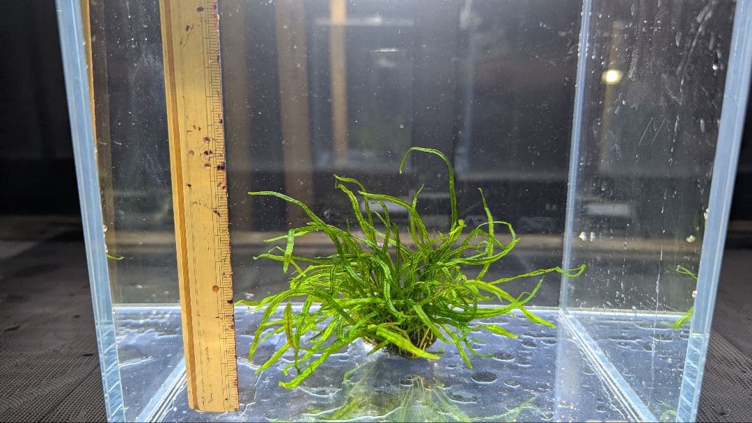 レア水草　ミクロソリウムsp本ナロー細葉 ADA タイ産　完全無農薬　溶岩石活着