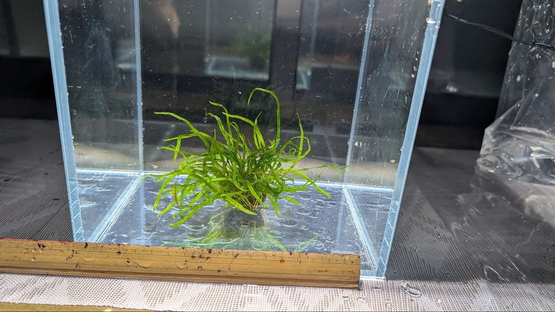レア水草　ミクロソリウムsp本ナロー細葉 ADA タイ産　完全無農薬　溶岩石活着