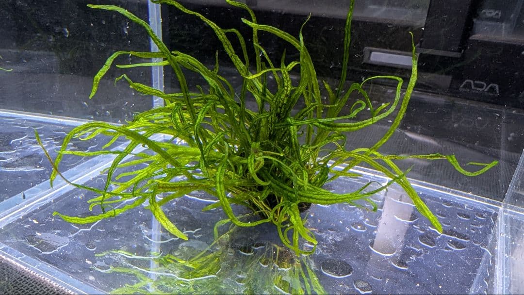 レア水草　ミクロソリウムsp本ナロー細葉 ADA タイ産　完全無農薬　溶岩石活着