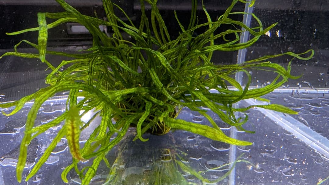 レア水草　ミクロソリウムsp本ナロー細葉 ADA タイ産　完全無農薬　溶岩石活着