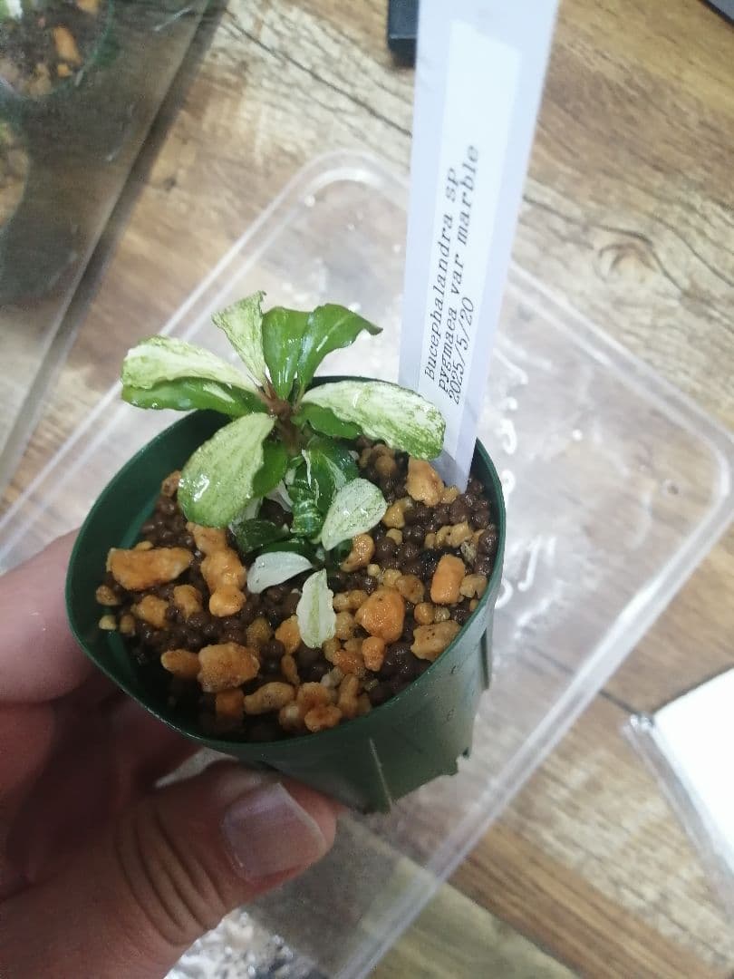 その他 Bucephalandra sp pygmaea var marble