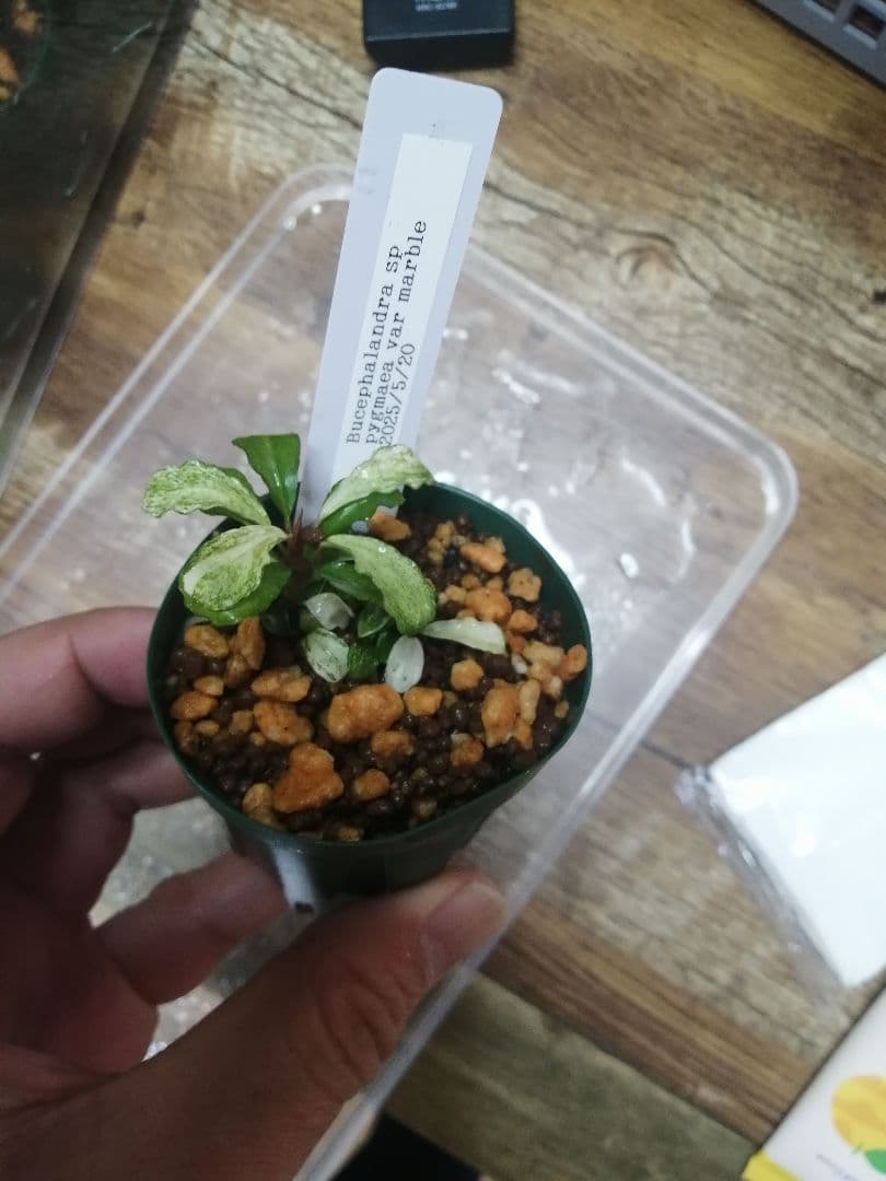 その他 Bucephalandra sp pygmaea var marble